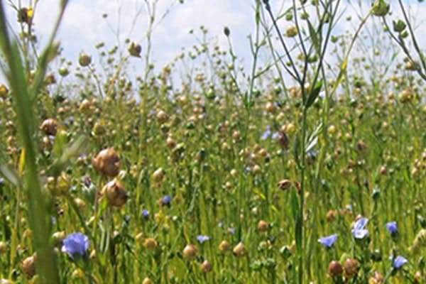 フラックス畑にて 生地の森